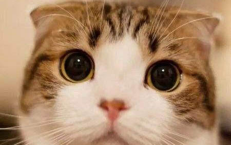 猫咪要绝育吗