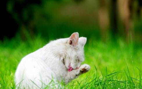 小猫得了急性肠胃炎会死吗