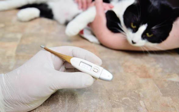 请问猫咪呕吐的原因及处理方法?