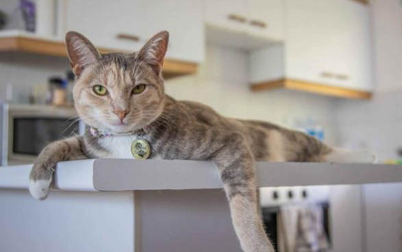 猫咪可以洗澡吗