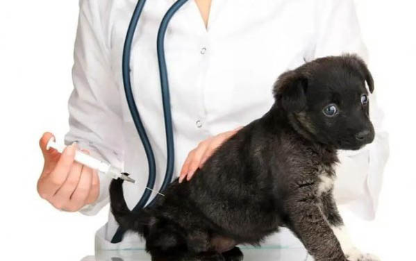 如何给狗买狗粮便宜点