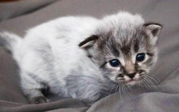猫瘟在潜伏期打什么针?