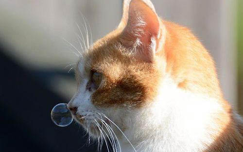 两个月的小猫需要化毛膏吗