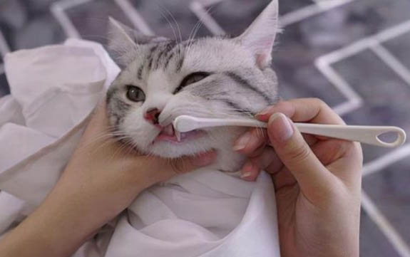 新猫和旧猫要多久才熟悉不再打架