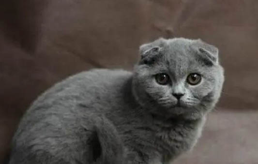 新手养蓝猫好养吗