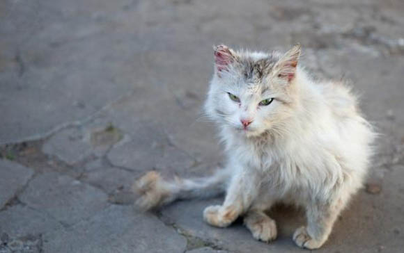 猫咪应激反应呕吐的原因及处理方法