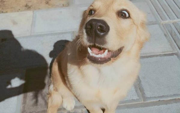 怎么教狗狗去厕所大小便