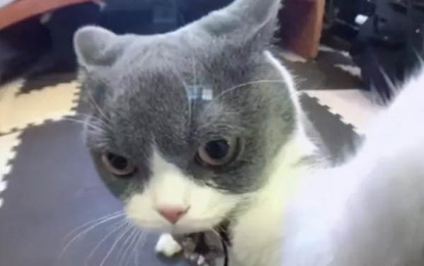 猫咪体内寄生虫有哪些