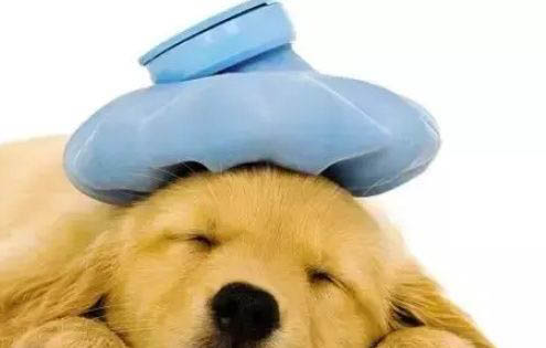 狗狗糖尿病晚期的症状是什么
