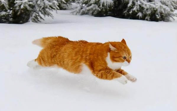 猫咪需要挤肛门腺吗
