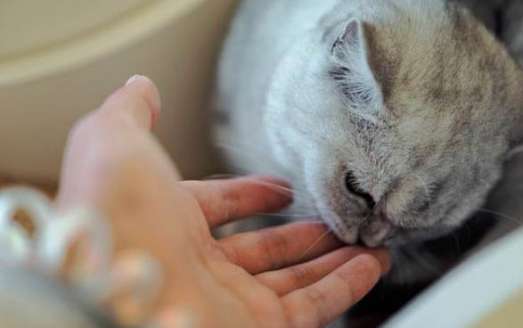 猫食欲不振呕吐的原因