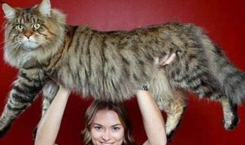 猫咪有哪些应激反应