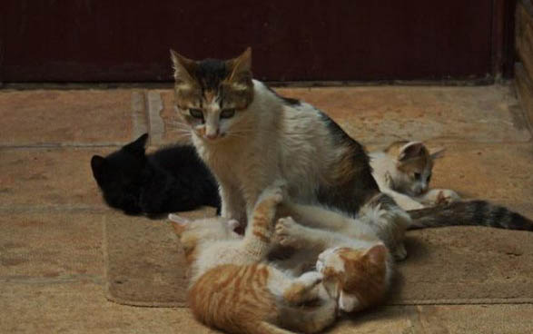 猫吃猫草后就吐了一滩黄水