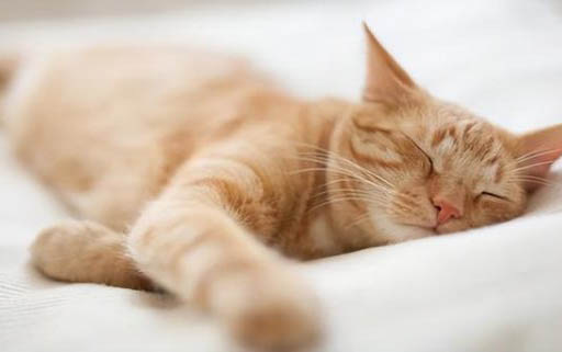 猫咪呼吸很急促,肚皮一抽一抽的