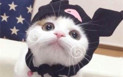 小猫咪长猫藓的原因及处理方法