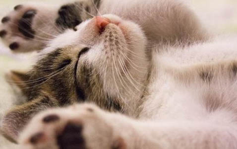 饲养猫咪时需要注意什么