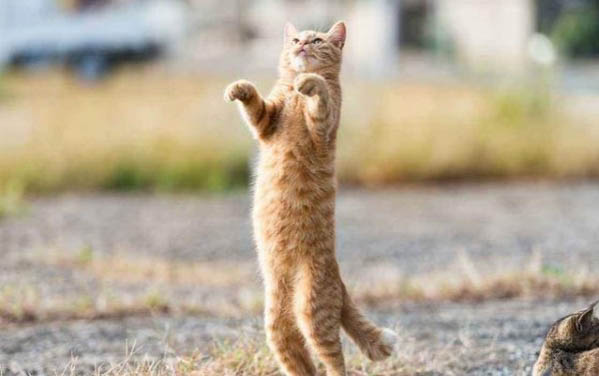 怎么教猫咪睡猫窝