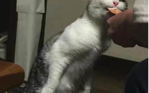 小猫能吃蛋黄吗？
