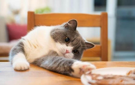 猫咪拉肚子没精神还不吃东西怎么办