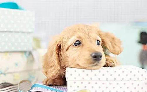 狗狗鼻头变黑还能恢复正常么