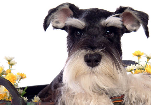 怎么挑选雪纳瑞幼犬