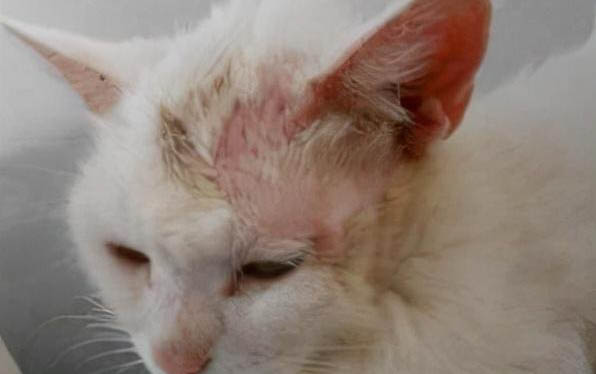 猫瘟对人有影响吗