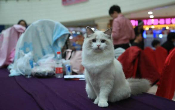 导致布偶猫太瘦的五个原因
