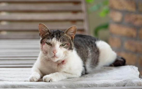 猫咪的正常温度是多少度