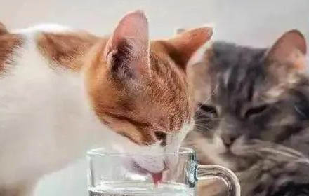 猫咪身上突然掉了一大块毛