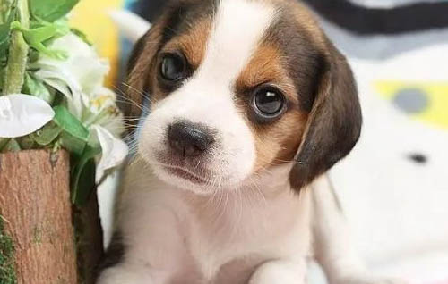 土狗幼犬怎么分辨