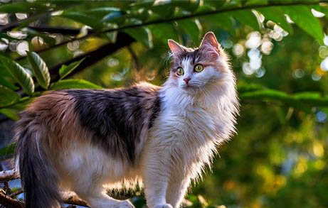 1个多月的小猫为什么一直叫个不停