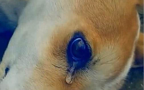 狗狗吐沫子的是因为什么原因