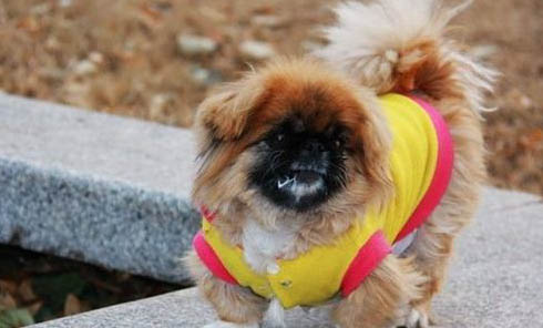 养金毛幼犬需要注意什么事项