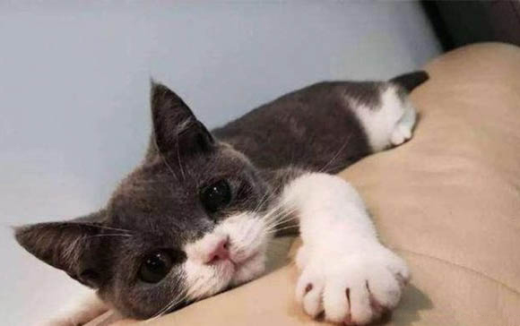 小猫体内驱虫多大开始好