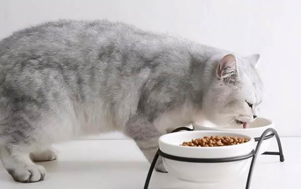 出生的小猫多大可以剪指甲