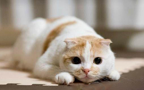 一个月的猫咪还可以吃猫粮吗