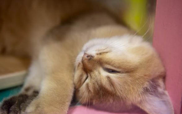 猫咪得了皮炎要注意什么