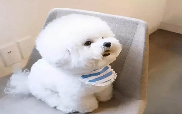 比熊犬多久梳一次毛比较好