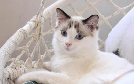 猫咪要做绝育吗