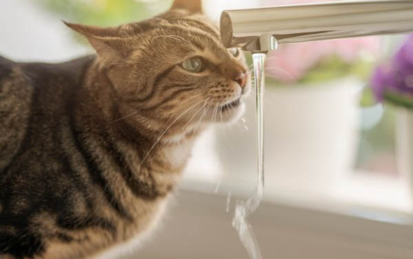 猫一般什么时候发情