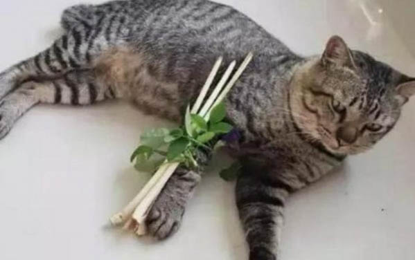 猫咪躺着的时候身体哆嗦是怎么了