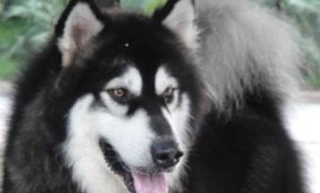 自制阿拉斯加犬狗粮怎么做