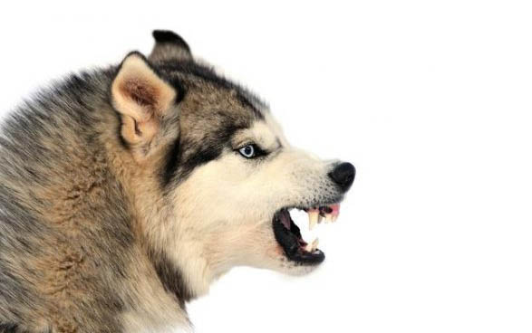 幼犬边牧多少钱一只