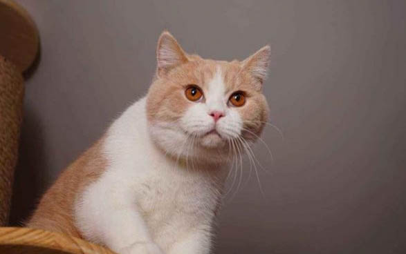 猫咪怎么看是不是发烧了
