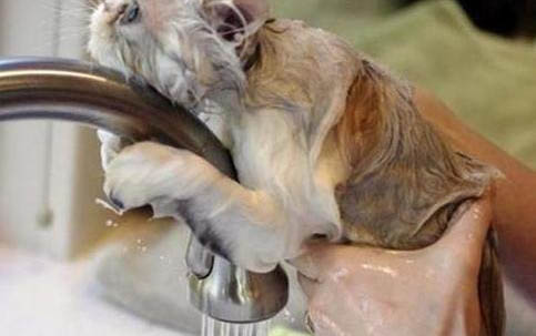 生了猫一般间隔多久就可以生小猫