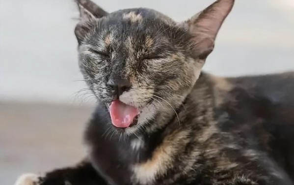猫吃罐头拉稀该怎么办