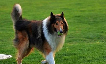 瑞士牧羊犬禁养吗