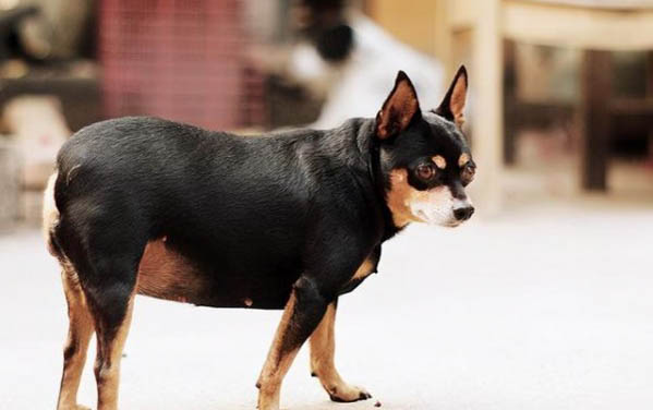 狗狗肠胃炎的症状
