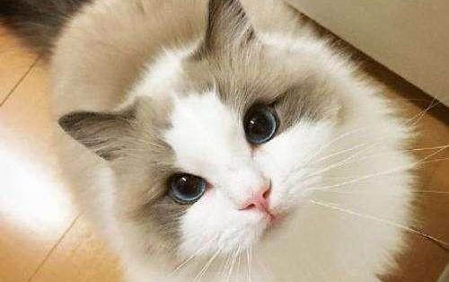 一个月小猫怎么分公母图片