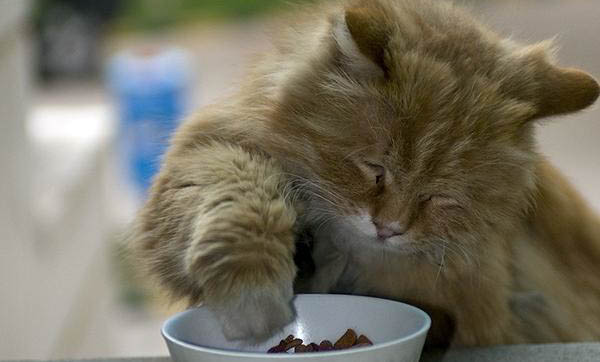 为什么我好害怕猫咪呢